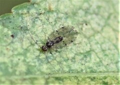 Ectopsocus petersi