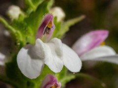 Bellardia trixago