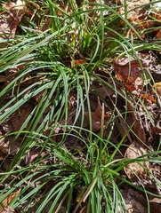 Carex pedunculata