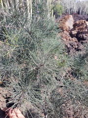 Asparagus arborescens