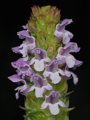 Prunella vulgaris