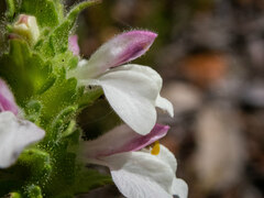 Bellardia trixago