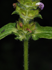 Prunella vulgaris