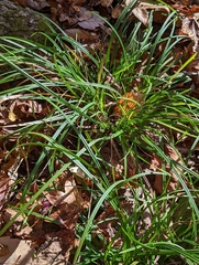 Carex pedunculata
