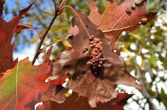 Callirhytis piperoides