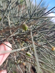 Asparagus arborescens