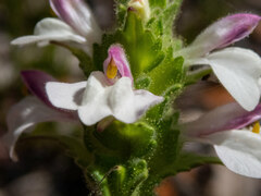 Bellardia trixago