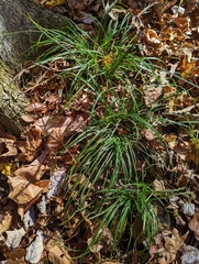 Carex pedunculata