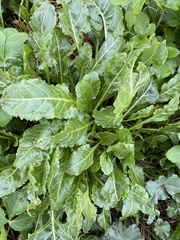 Beta vulgaris