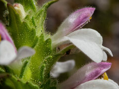 Bellardia trixago