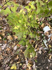 Zanthoxylum americanum
