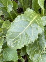 Beta vulgaris