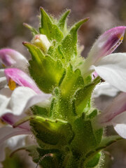 Bellardia trixago