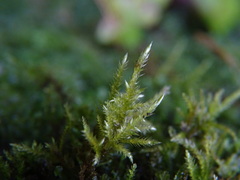 Calliergonella cuspidata