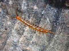 Lithobiidae