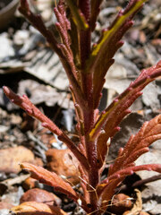 Bellardia trixago