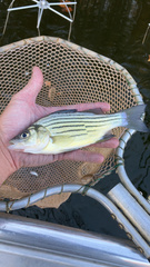 Morone mississippiensis