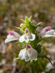 Bellardia trixago