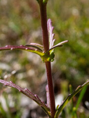 Bellardia trixago