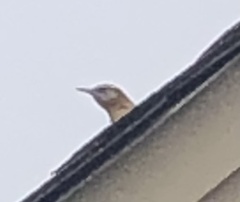 Thryothorus ludovicianus