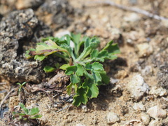 Artemisia capillaris