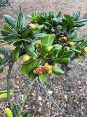 Pittosporum