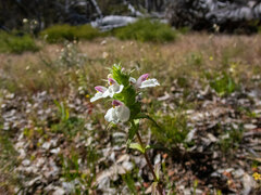 Bellardia trixago