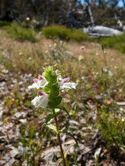 Bellardia trixago