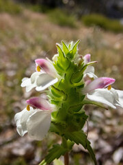 Bellardia trixago