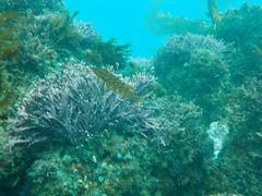 Heterostichus rostratus