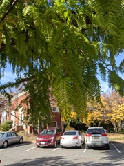 Metasequoia glyptostroboides