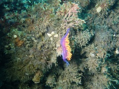 Flabellinopsis iodinea