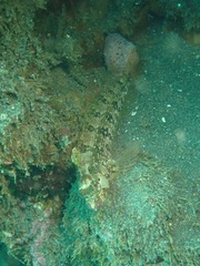 Alloclinus holderi