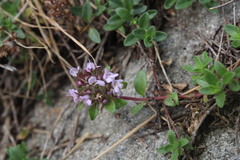 Thymus praecox