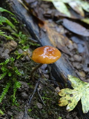 Galerina marginata
