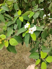 Cordia boissieri