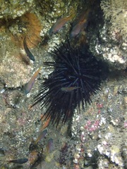Chromis punctipinnis