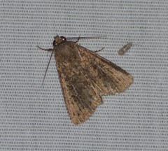 Condicini