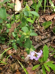 Eranthemum tetragonum