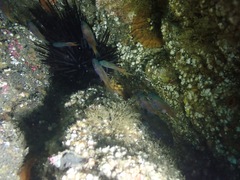 Chromis punctipinnis