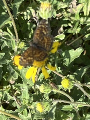 Phyciodes graphica