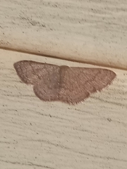 Leptostales pannaria