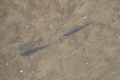 Micropterus punctulatus