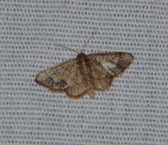 Idaea kendallaria