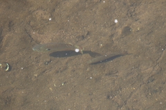 Micropterus punctulatus