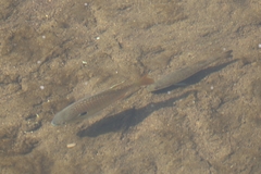 Micropterus punctulatus