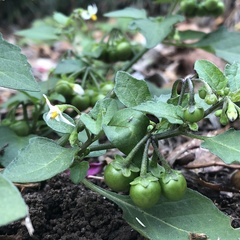 Solanum americanum