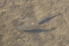 Micropterus punctulatus