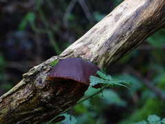 Auricularia auricula-judae