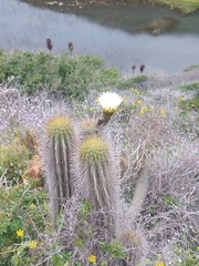 Trichocereus chiloensis